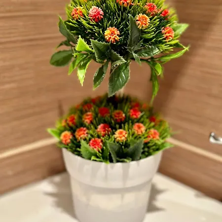 Sunshine סנט קונסטנטין והלנה